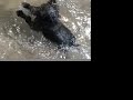 Gertie goes swimming part 2