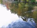 Grand brochet / Pike Lac Saint-Charles
