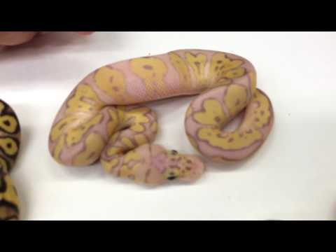YouTube reptile video