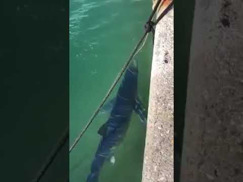 Effetto Covid, uno squalo nel porto di Cala Galera