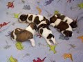 Shih Tzu Puppies For Sale www.freewebs.com/southlandshihtzus