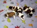 Shih Tzu Puppies For Sale www.freewebs.com/southlandshihtzus