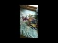 Yu-Gi-Oh Bed Sheets
