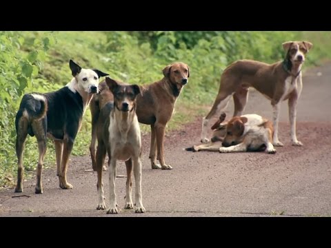 Mission Rabies - Chennai short film Mission Rabies - Chennai short film