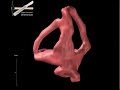 WitmerLab: Majungasaurus Vestibular Labyrinth - yaw WitmerLab: Majungasaurus Vestibular Labyrinth - yaw