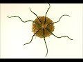 No corras tanto (Sand animation)