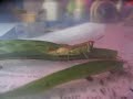 grasshopper eating grass grasshopper eating grass