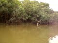 Uma traíra atraz da outra do Rio Cristalino