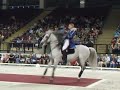 Lipizzaner Stallion - Mounted Capriole