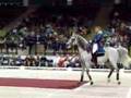 Lipizzaner Stallion - Mounted Capriole
