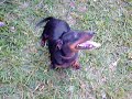 Cachorro doido
