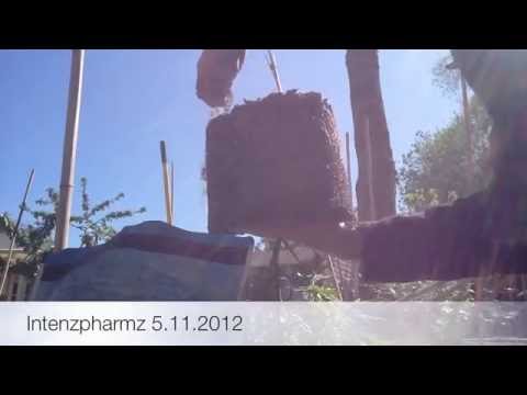 how to transplant outdoor weed plants