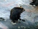 Bear farm in Noboribetsu ?? -10