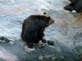 Bear farm in Noboribetsu 登別 -10