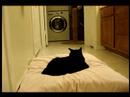 CatCam Episode 1 CatCam Episode 1