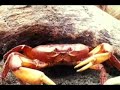 topolobampo realidad y naturaleza