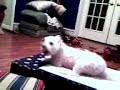 Joshs dog tarding out and joshs dad