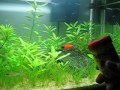 Aquário plantado de espadas!!! Nasceram aqui em casa, eles têm 6 meses de vida!!! Minha mãe que cuida do aquário atualmente 
