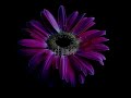 Gipsy Kings - Mi Corazon (lyrics)