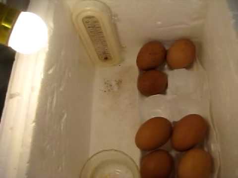 how to fertilize eggs at home