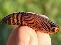 The Weirdest/ Coolest/ Strangest Bugs on the Planet