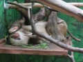 Click here to watch this video Sloth at Costa Rica Sloth Sanctuary