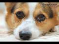 【ペット自慢動画部門】