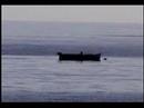 Sea Ducking Sea Ducking
