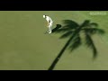 Final Rnd Sony Open Highlights