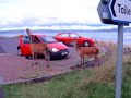 red deer on Arran red deer on Arran
