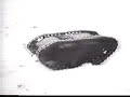 Military WW2 - Wehrmacht - Goliath Mini-Tank/Tank Bomb
