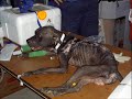 katrina dogs