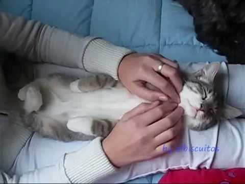 Le chat le plus passif du monde  (186 lectures)