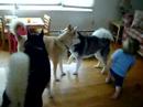 Kapp Pack meet Khyra 2 Kapp Pack meet Khyra 2