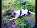 Akita Inu X Wolf ? Need Help.. (READ DESCRIPTION)