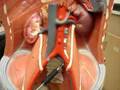 humananatomy361 human veins arteries