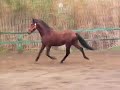 Potro casta~o