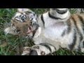 Baby Tigers Melt Hearts at Bali Zoo: Cute Video Captures Day-in-Life of Adorable Cubs