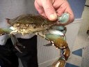 Cooking for Dads - Vacation episode. kids cooking, how to make crab cakes