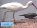 Умная птица ловит рыбу на хлеб