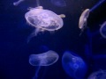 PGH Zoo - Jellyfish