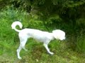storpudel