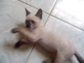 O Atacck Do Gato ( hemafrodita ), Rockeiro