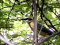 Indian Pitta  Rare   Bird  By Shirishkumar Patil