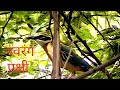 Indian Pitta Rare Bird By Shirishkumar Patil