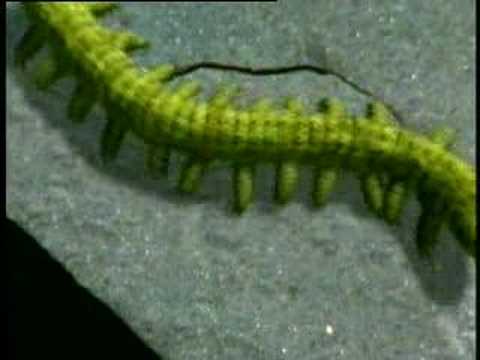 CAMBRIAN PERIOD PROVES CREATION