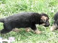Owczarki  Niemieckie szczeni?ta z hodowli Geslander