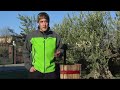 ILOVEWINE en la Vendimia del Vino de Hielo: Bajo Cero Ice Wine de Bodegas Gil Berzal.mp4 