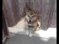 行列のできる