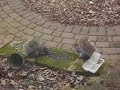 Squirrels